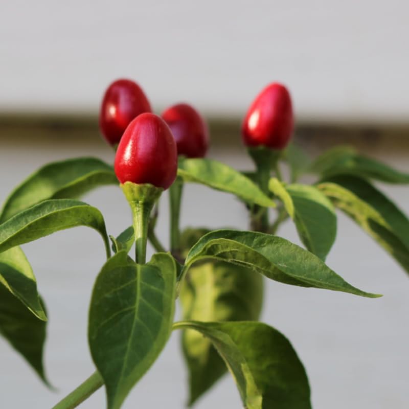 Chiltepin Pepper Live Plants, Set 2 Hot Chile Chiltepin Pepper Plants Live, Tepin Chili Pepper Plants, 7-9 Inc Tall for Planting, 120 Days Old
