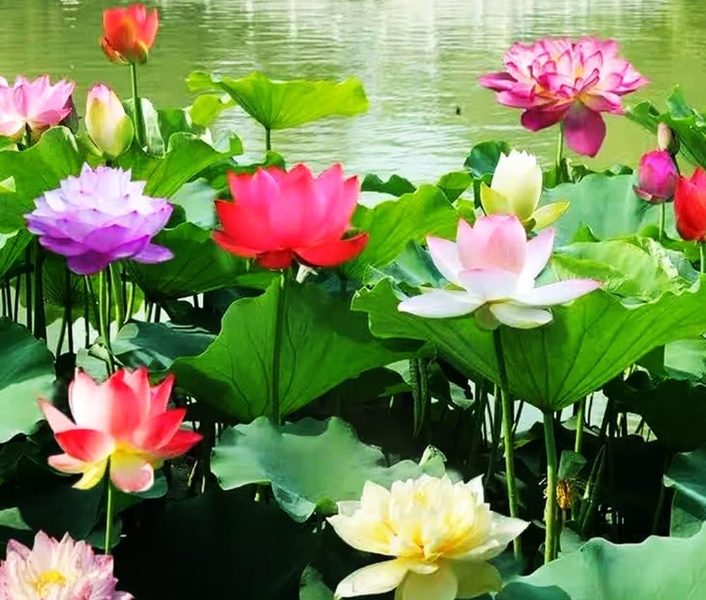 Big Pack Planting Water Features Bonsai Lotus Flower Seeds Indoor Outdoor 160pcs Bowl Lotus Seeds Mixed Lotus Seeds for Garden Pond Grow Easily Low Maintenance