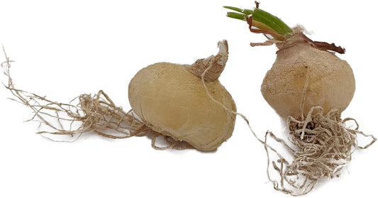 Rare Frizzle Sizzle Plant - Albuca spiralis - 2 Bulbs - Succulent House Plant