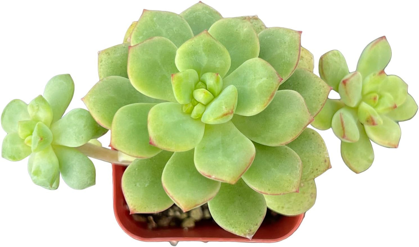 Sprout N Green Echeveria Tango, Rare Live Succulent Fully Rooted in 2 inch Starter Pot with Soil Mix, House Plant for Indoor Outdoor Home Office Wedding Decoration Party Favor