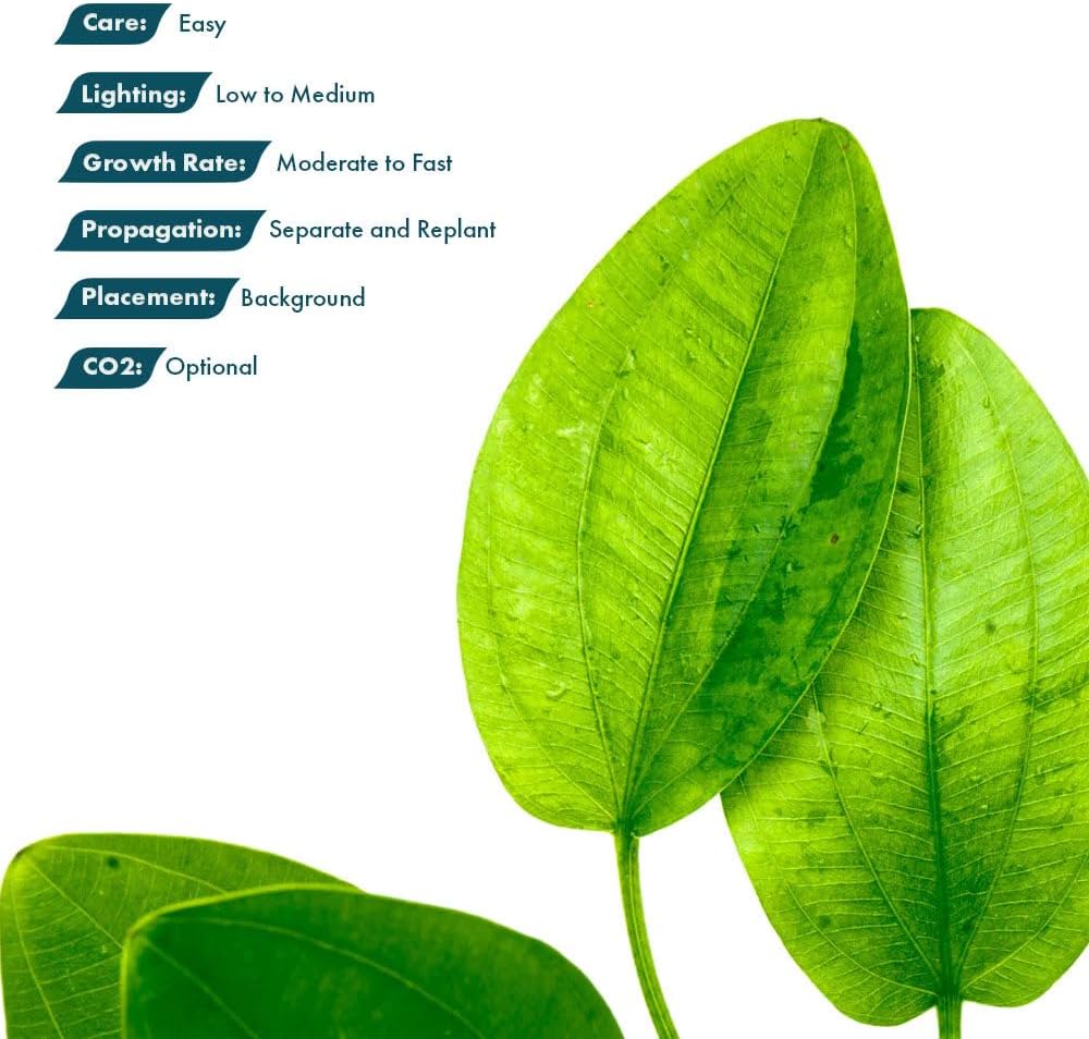 Live Plants - Argentine Sword (Echinodorus ascherianus) - Low to Medium Light, Bright Green Accent for Background Freshwater Aquarium Aquascaping - Pot