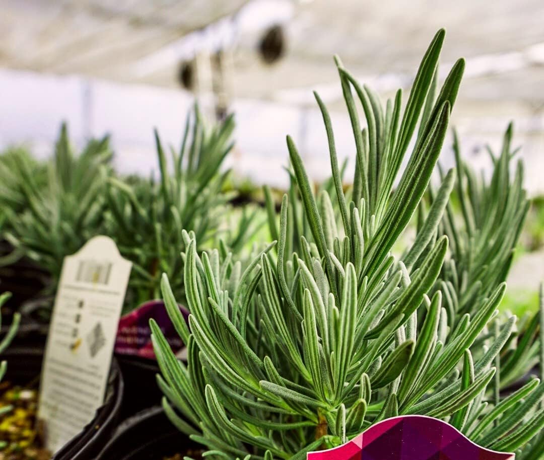 Greenwood Nursery: Live Perennial Plants - Phenomenal Lavender + Lavandula x Intermedia - [Qty: 1x Pint Pot] - (Click for Other Available Plants/Quantities)