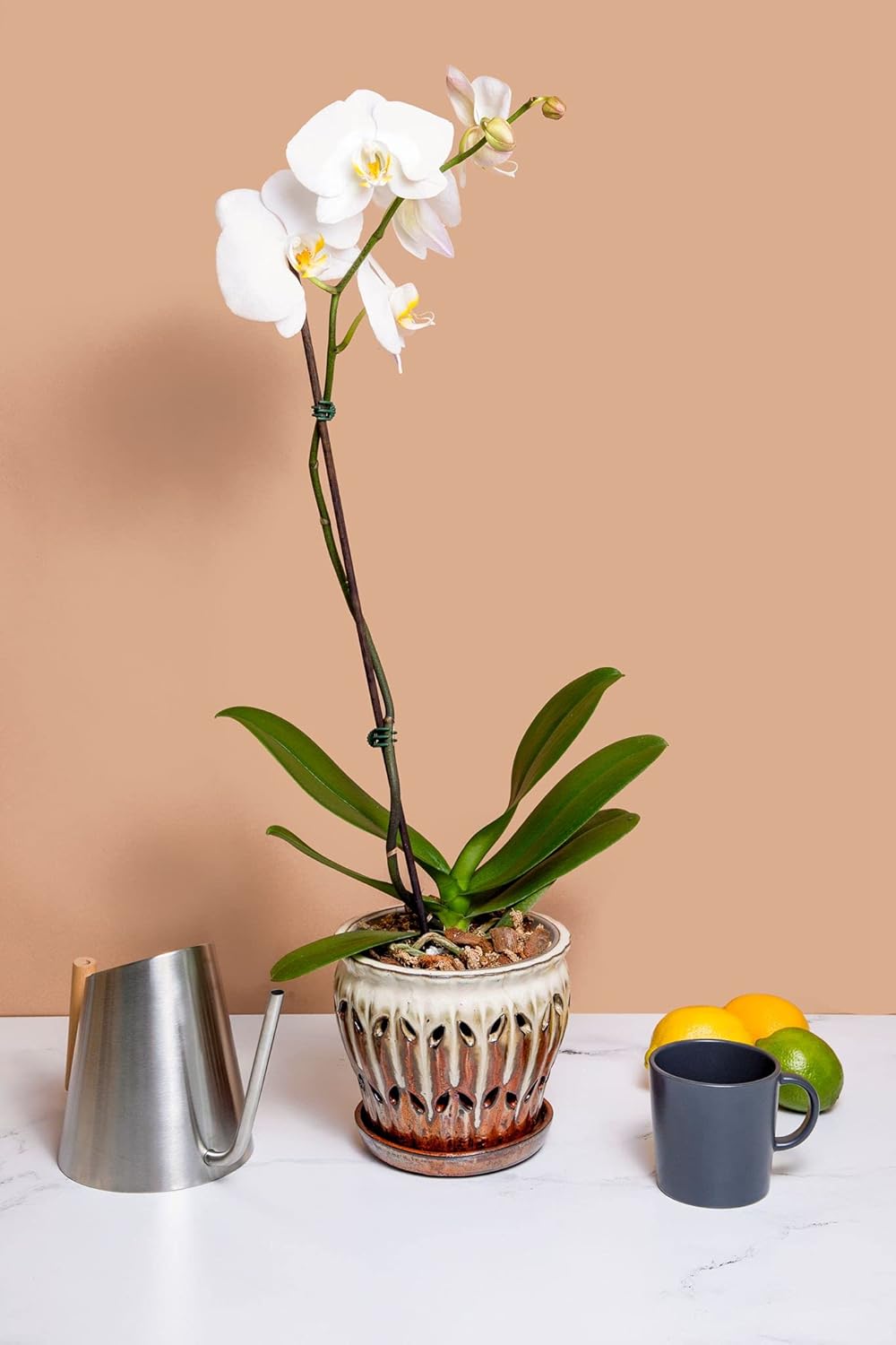 rePotme Orchid Potting Mix, Phalaenopsis Dark Classic Orchid Mix (Junior Bag) - Hand Blended in The USA