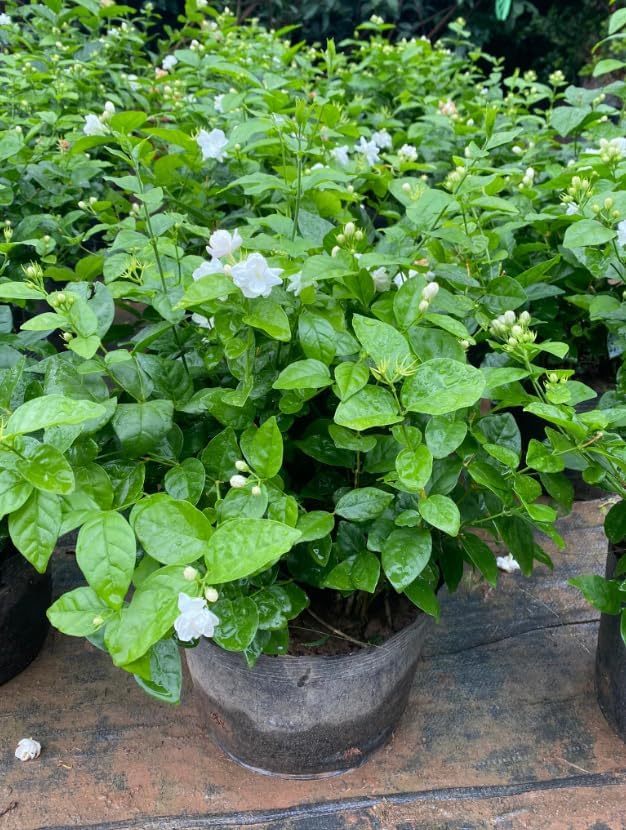 Sambac Jasmine Live Plant Frangant Jasmine Shurb White Jasmines Flowers Bush Plant 8-10 Inch Tall in 3 Inch Pot