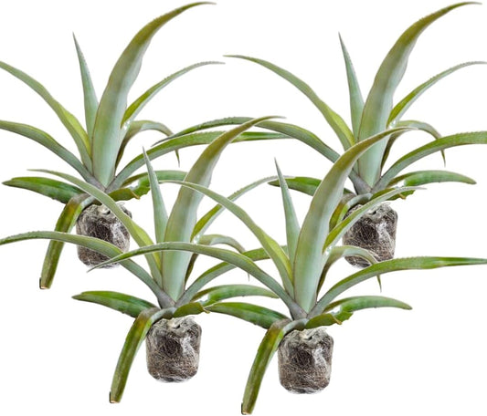 3 White Jade Pineapple Plants Live, 5-9 Inch Tall, Tropical Pineapple Fruit Tree Seedlings for Planting
