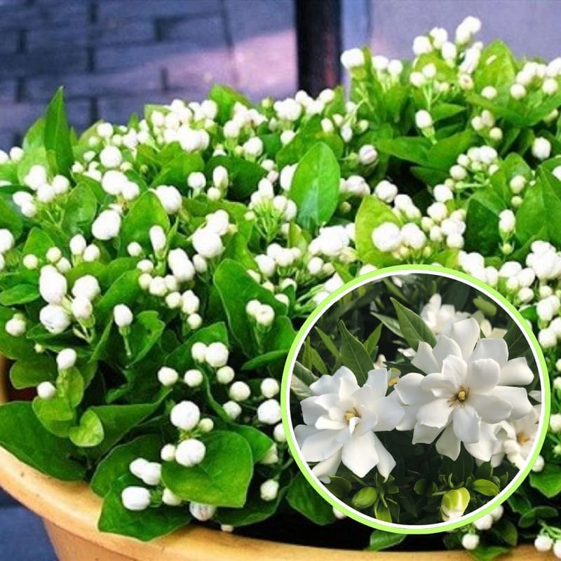 2 Frostproof Jasmine Plants Live, Climbing Jasmine Indoor Outdoor Live, Fragrant, 5-9" in Tall, No Pot, Hardy and Fast-Growing