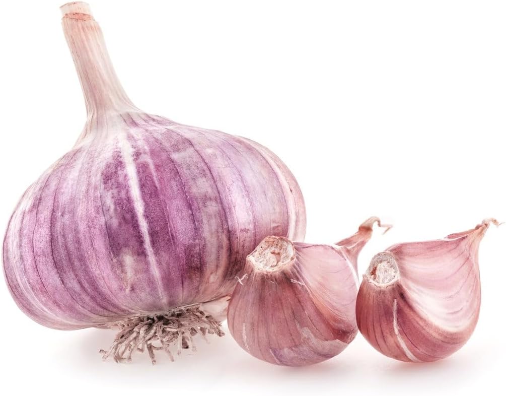 5 Pack of Fresh Purple Garlic Bulb - Great for Planting and Growing OR Eating by Greenhouse PCA