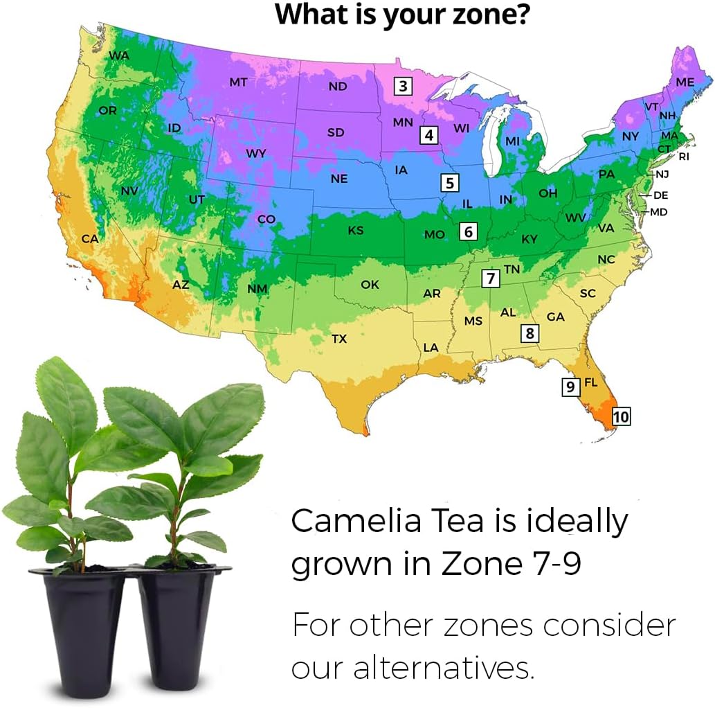 Camelia Tea Plant (4 Pack) | Real Live Plant for Sale | Perfect for Tea Lovers | Hardy and Easy to Grow for Planting | Grow Organic Tea Leaves at Home | Great for Indoor or Outdoor Gardens