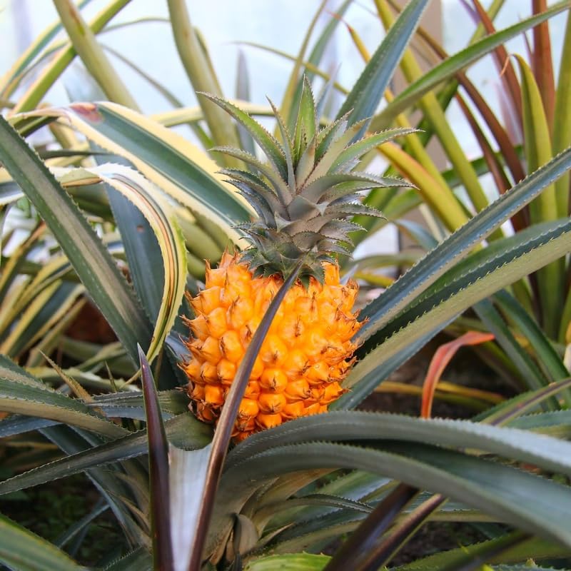 Sugarloaf Pineapple Plant Live for Planting 5 to 8 Inch Tall, Sweet Pineapple Fruit Tree Live Plant, Pineapple Seedling