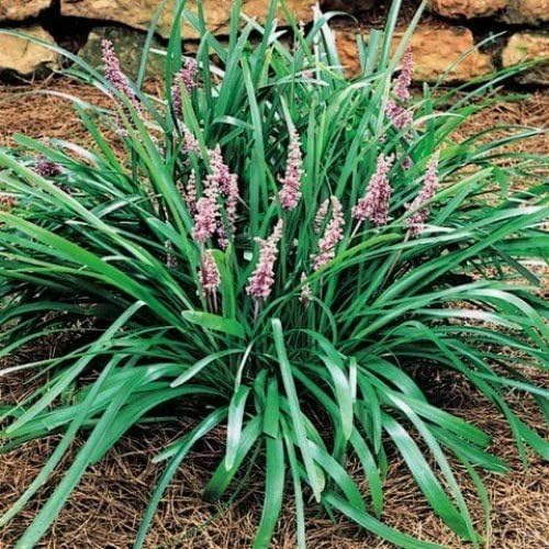 Emerald Goddess Liriope Muscari - 3 Live Plants - Drought Tolerant Low Maintenance Evergreen Ground Cover Grass