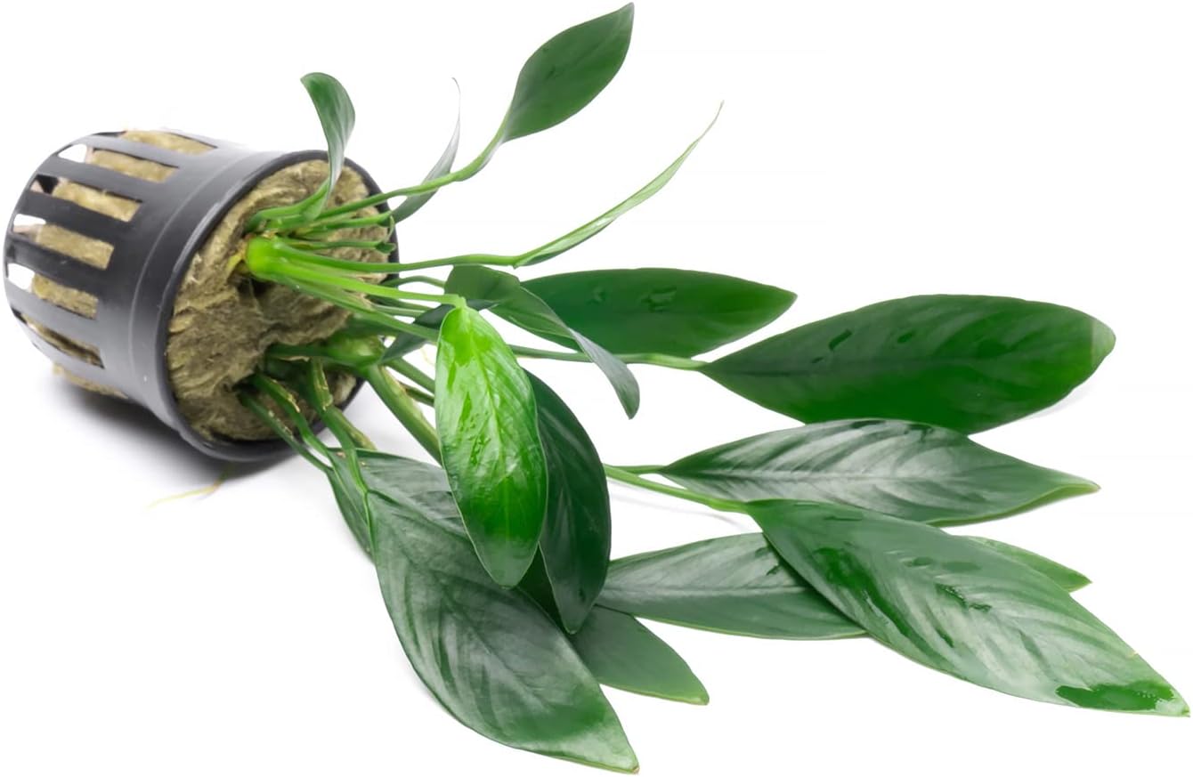 Anubias Live Aquarium Plants - Potted Freshwater Plant for Fish Tanks, Terrariums - Beginner Friendly Low Light (Congensis, 1 Pot)