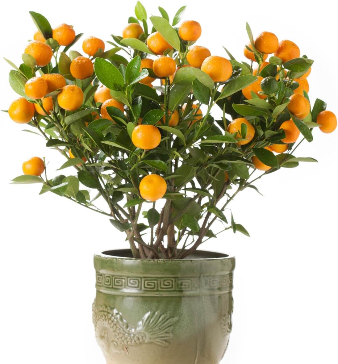 Direct Gardening Cleopatra Dwarf Mandarin Orange Tropical Citrus Starter Tree-Can't Ship to AZ,CA,FL,LA,SC or TX