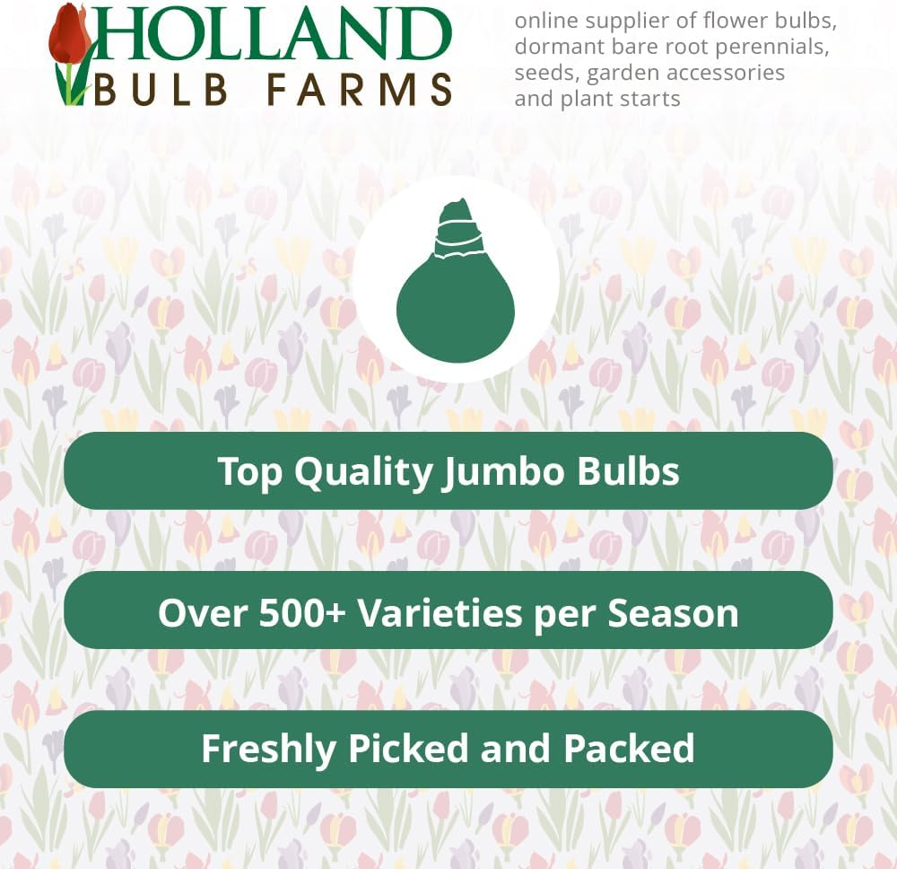 Bulk Mixed Daffodils Flower Bulbs - 250 Bulbs per Pack - Deer Resistant - Good as Cut Flowers - Naturalizing - Perennializing - Easy to Grow Live Plants - Outdoor Garden