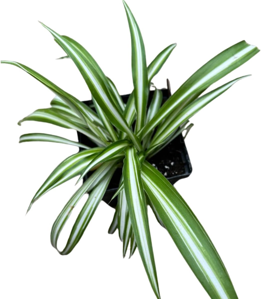 Organic Spider Plant, (Chlorophytum comosum Reverse variegatum) 2.5-inch Pot - aka - Spider Ivy - Hen and Chickens - Ribbon Plant - House Plant