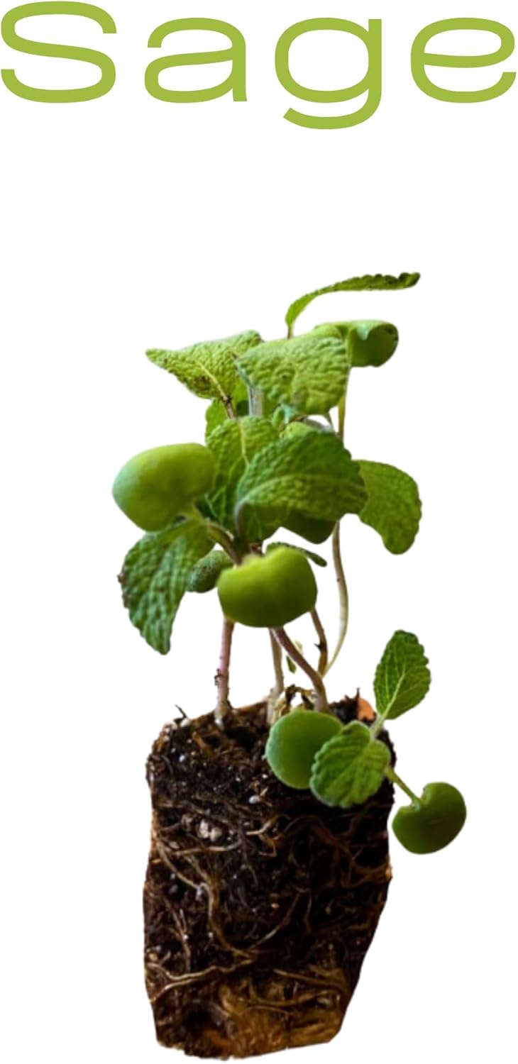 Live Herb Plants Seedling Plug Size – Basil, Thyme, Sage, Oregano, Peppermint & Rosemary | Ready-to-Plant Garden Starter Plugs (Not Potted)