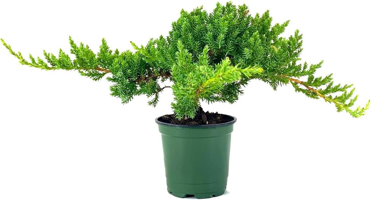 Dwarf Japanese Garden Juniper | 5 Live 4 Inch Pots | Juniperus Procumbens Nana | Drought Tolerant Evergreen Groundcover | Great Plants for Bonsai