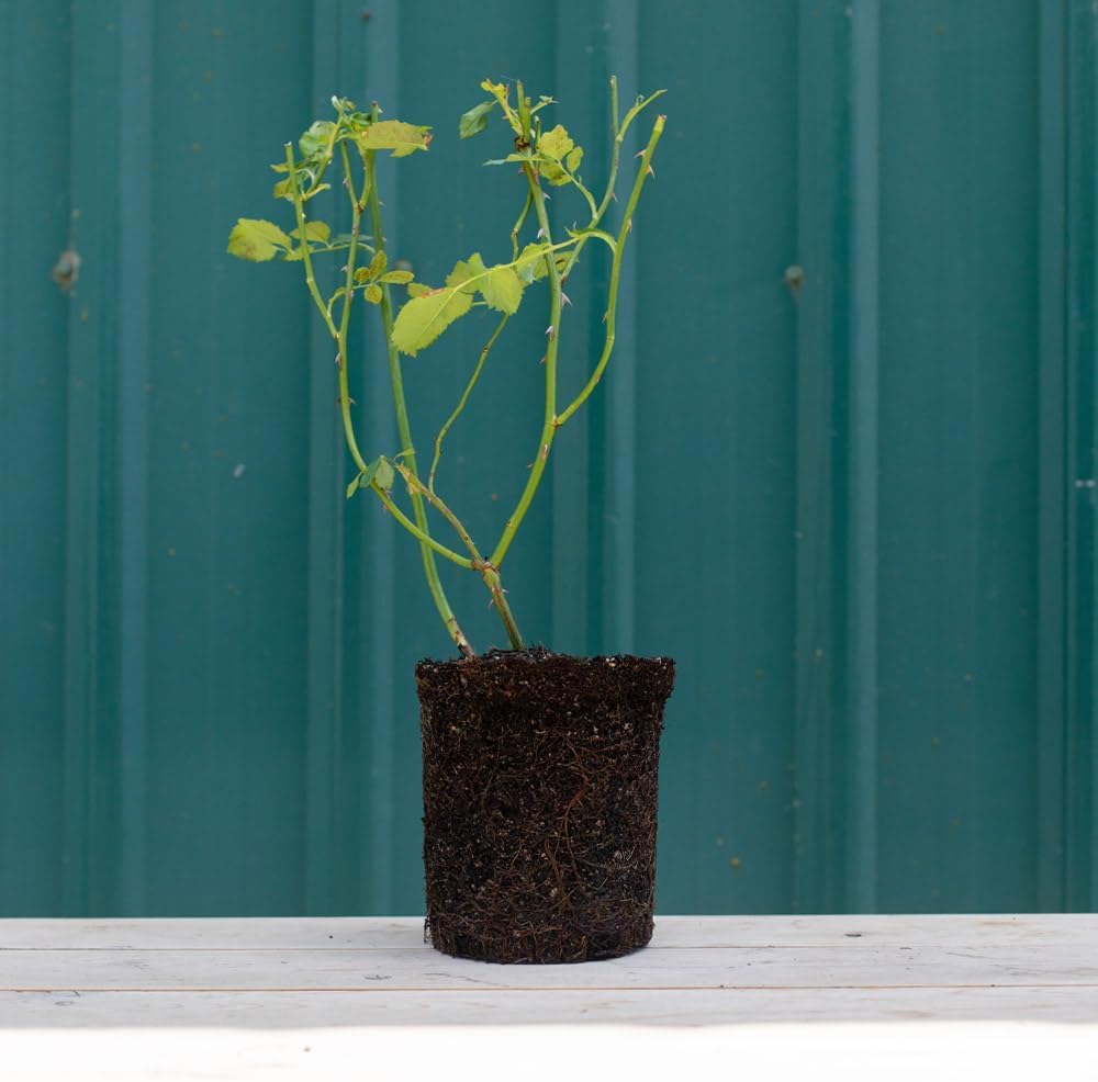 Heirloom Roses Rose Plant - Bride Pink Rose Bush, Hybrid Tea Live Plant for Planting Outdoors