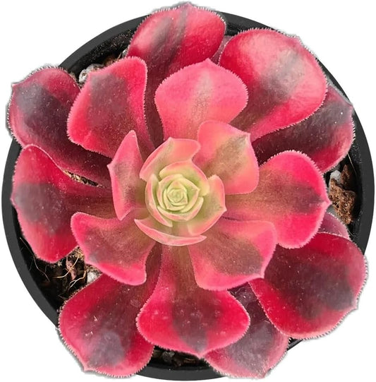 2" Live Succulent Aeonium 'Gorgo', Rare Succulent Plants Fully Rooted in Pots, Unique House Plant for DIY, Party Favor, Home Office Decoration