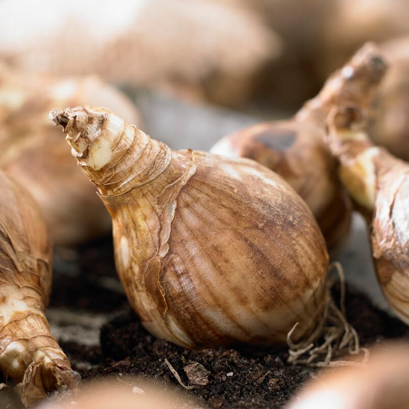 100 Mixed Daffodil Bulbs – Bulk Pack of Spring-Blooming Narcissus – Deer Resistant & Cold Hardy – Easy Fall Planting - Plant in Gardens, Borders & Flowerbeds - Willard & May