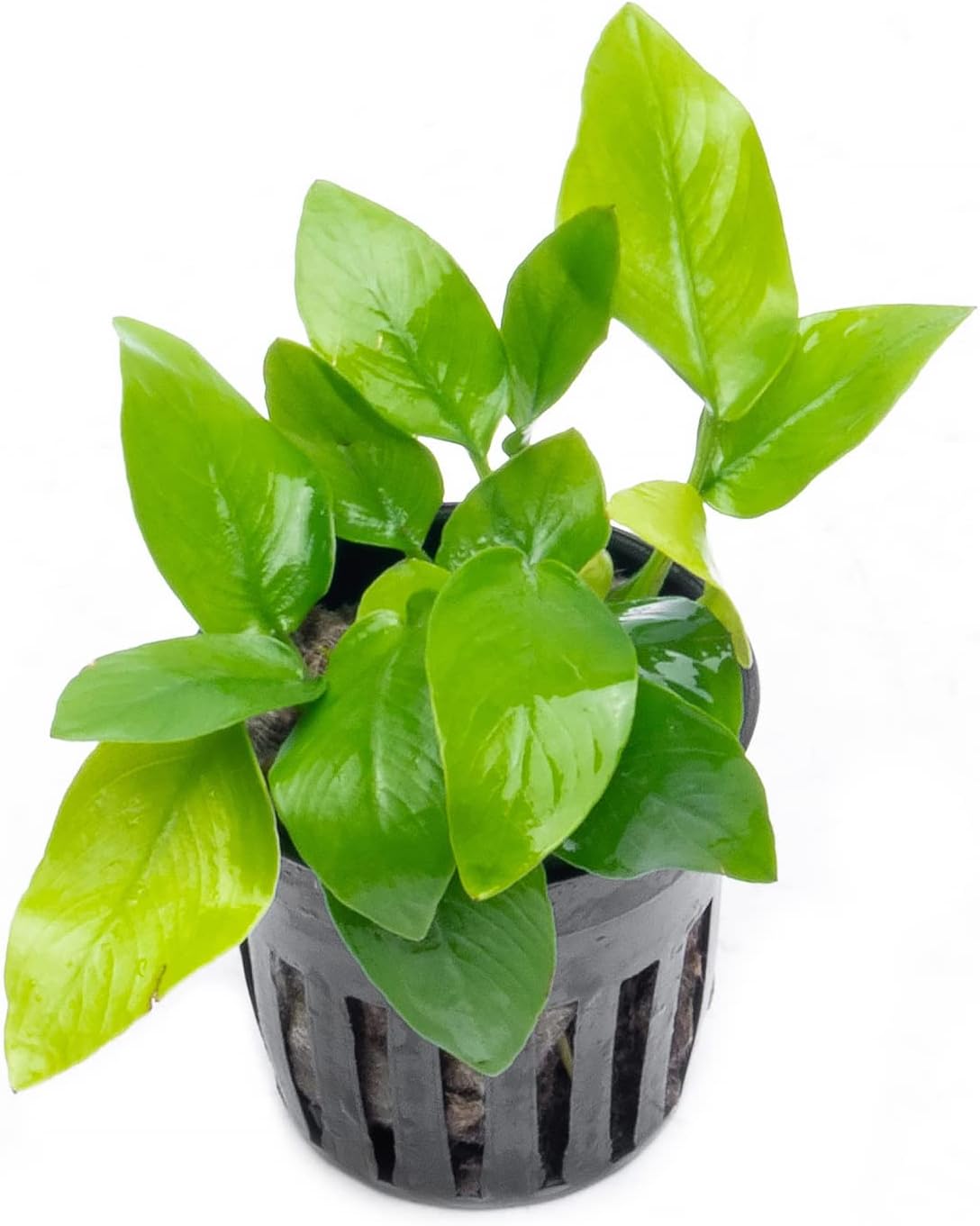 Anubias Live Aquarium Plants - Potted Freshwater Plant for Fish Tanks, Terrariums - Beginner Friendly Low Light (Nana Golden, 5 Pots)