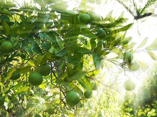 Birthday Live Persian Lime Tree Gift, Dwarf Citrus Tree, Easy to Grow, Indoor/Outdoor, Unique Birthday Present, by The Magnolia Company, Can't Ship to CA, AL, AZ, LA, TX