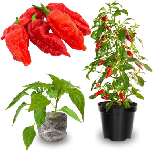 Pack 4 Pepper Plants Live, 80 Days Old Live Pepper Green for Growing, Chili Peppers for Planting, 5 to 9 Inc Tall (Bhut Jolokia Ghost)