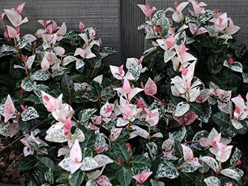Snow N Summer Asian Jasmine Vine - Live Plant - Quart Pot
