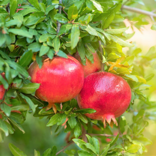 Pack 2 Wonderful Pomegranate Tree, Hardy Red Pomegranate Bush - for Gardens and Pots- Full Roots and Easy to Plant, Size 5 to 10 Inch Tall