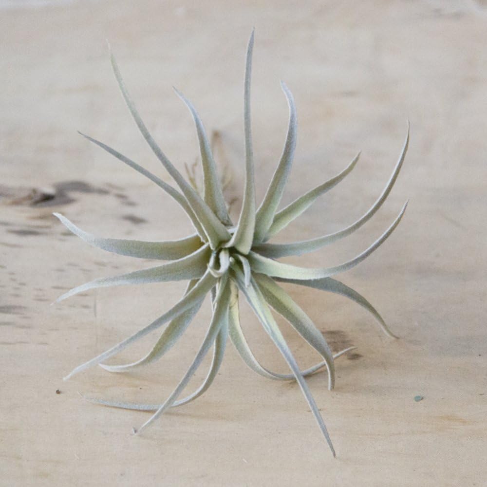 CHIVE Artificial Air Plants — Bulk Set of 5, Large — Ultra Realistic Fake Tillandsia Bromeliad Plants — Decorative Faux Succulents for Home & Office Decor — No Care Needed!