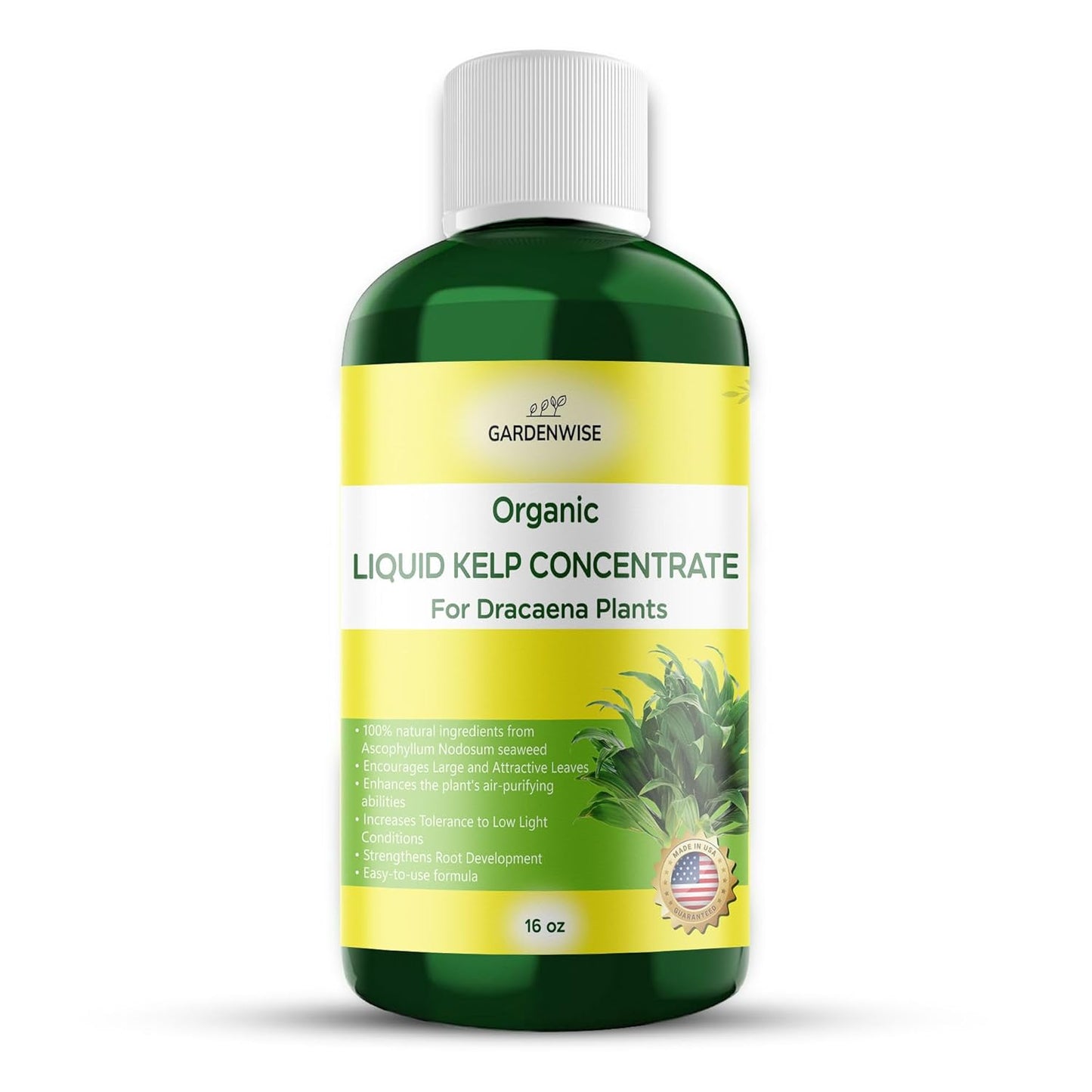Liquid Kelp Fertilizer: Premium Dracaena Fertilizer - Plant Food for Dracaena - Organic Seaweed Fertilizer for Robust Growth (16 OZ)