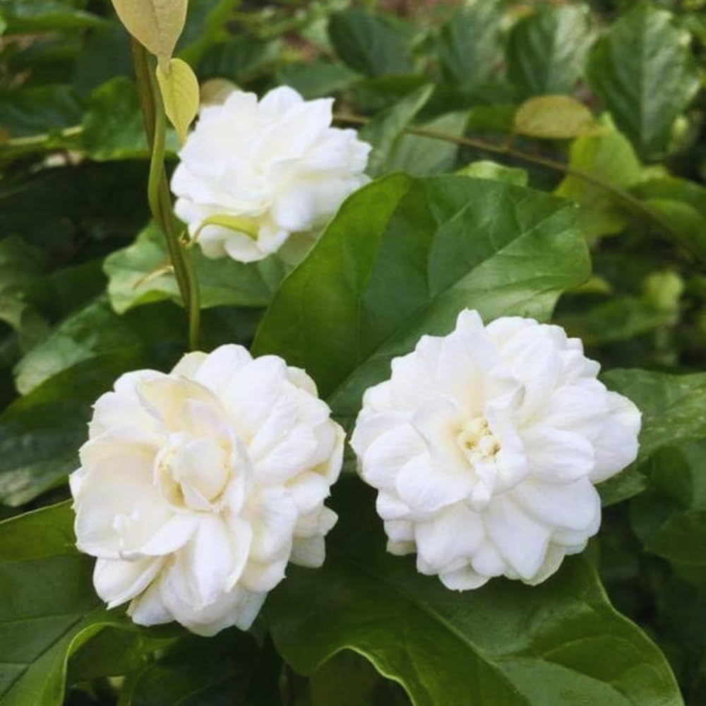 Jasmine Plant Live, Grand Duke of Tuscany Jasmine Flower Plant, 5 to 7 Inc Tall
