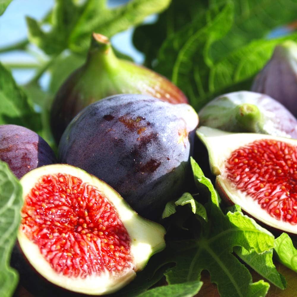 Perfect Plants Black Mission Fig Tree Live Plant, 3 Gallon, Includes Care Guide