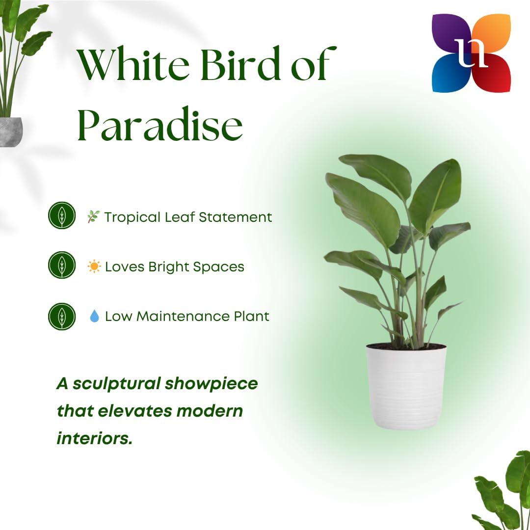United Nursery White Bird of Paradise – Strelitzia Nicolai in 10” Grower Pot – 32–36 Inches Tall – Large Tropical Indoor Plant – Easy-Care Air-Purifying Floor Plant for Home or Office