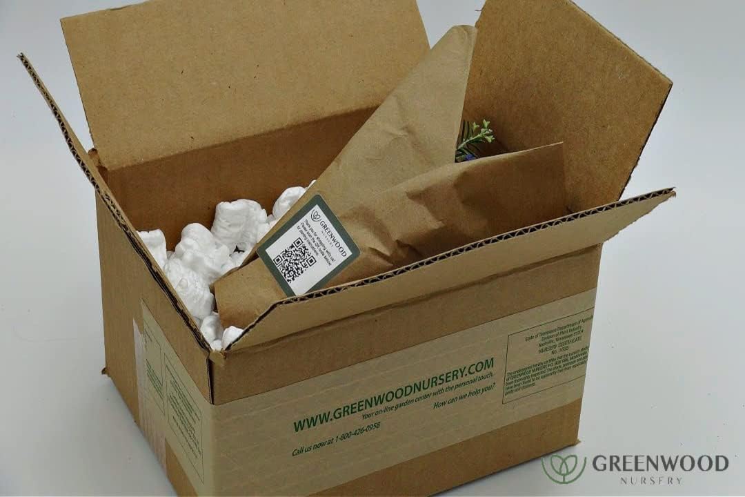 Greenwood Nursery: Live Perennial Plants - ARP Rosemary + Rosmarinus Officinalis - [Qty: 10x 3.5 Pots] - (Click for Other Available Plants/Quantities)