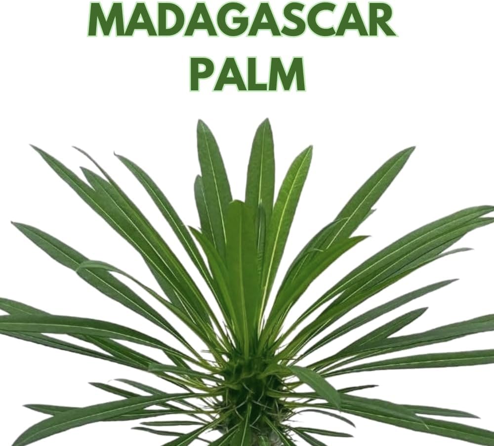 BubbleBlooms Madagascar Palm, Pachypodium Lamerei, in a 4 inch Pot