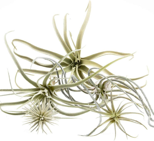 CHIVE Artificial Air Plants — Bulk Set of 5, Large — Ultra Realistic Fake Tillandsia Bromeliad Plants — Decorative Faux Succulents for Home & Office Decor — No Care Needed!