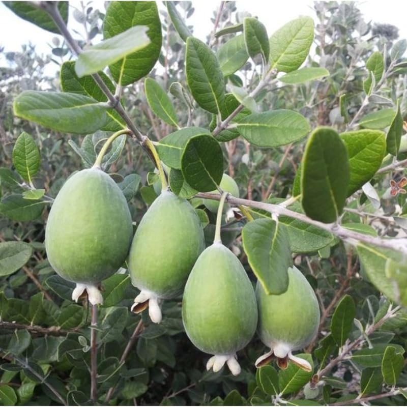 Pineapple Guava Plant Tree Live, Fragrant Guava Tree Plant for Growing, Very Well Rooted, 5 to 10 Inc Tall