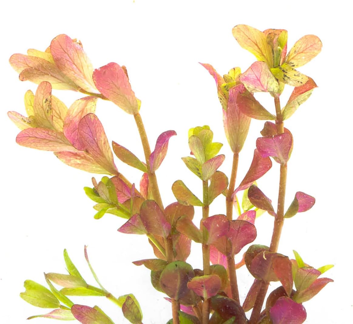 Live Aquarium Stem Plants - Freshwater Aquatic Plant for Fish Tanks, Aquascaping - (Rotala Rotundifolia Orange Juice, 1 Bunch)