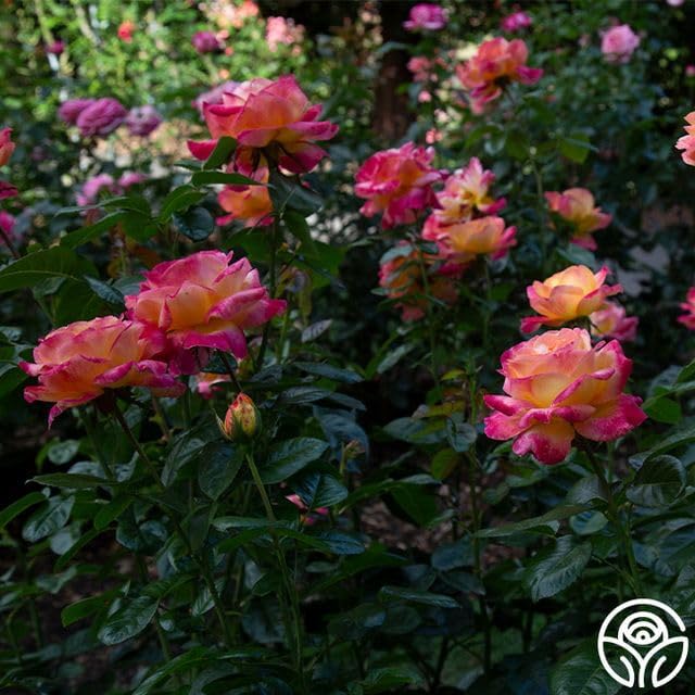 Heirloom Roses Love & Peace® Rose Bush - Hybrid Tea Rose Plant for Outdoor Planting