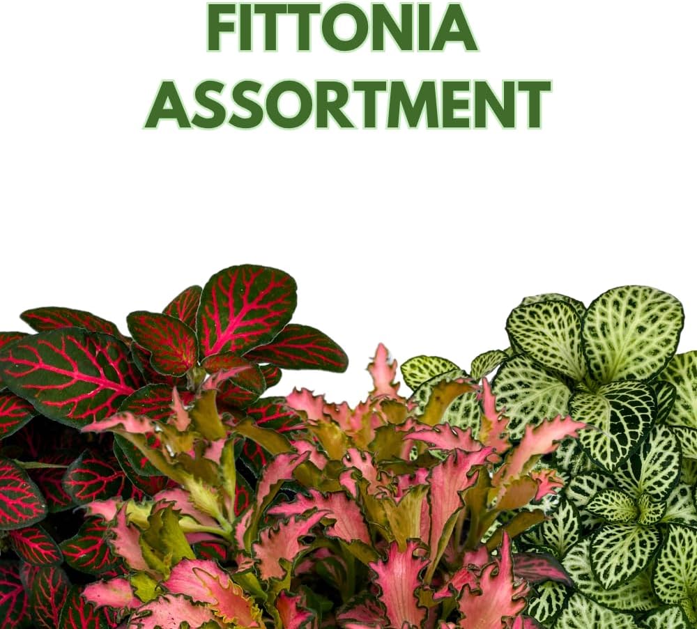 BubbleBlooms Fittonia Assortment 2 inch Set of 4