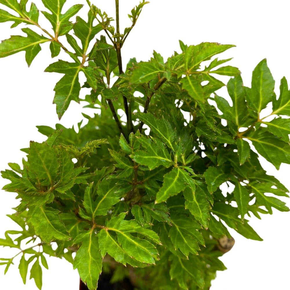 BubbleBlooms Aralia Ming Bonsai Stump Plant Polyscias fruticosa in a 4 inch Pot