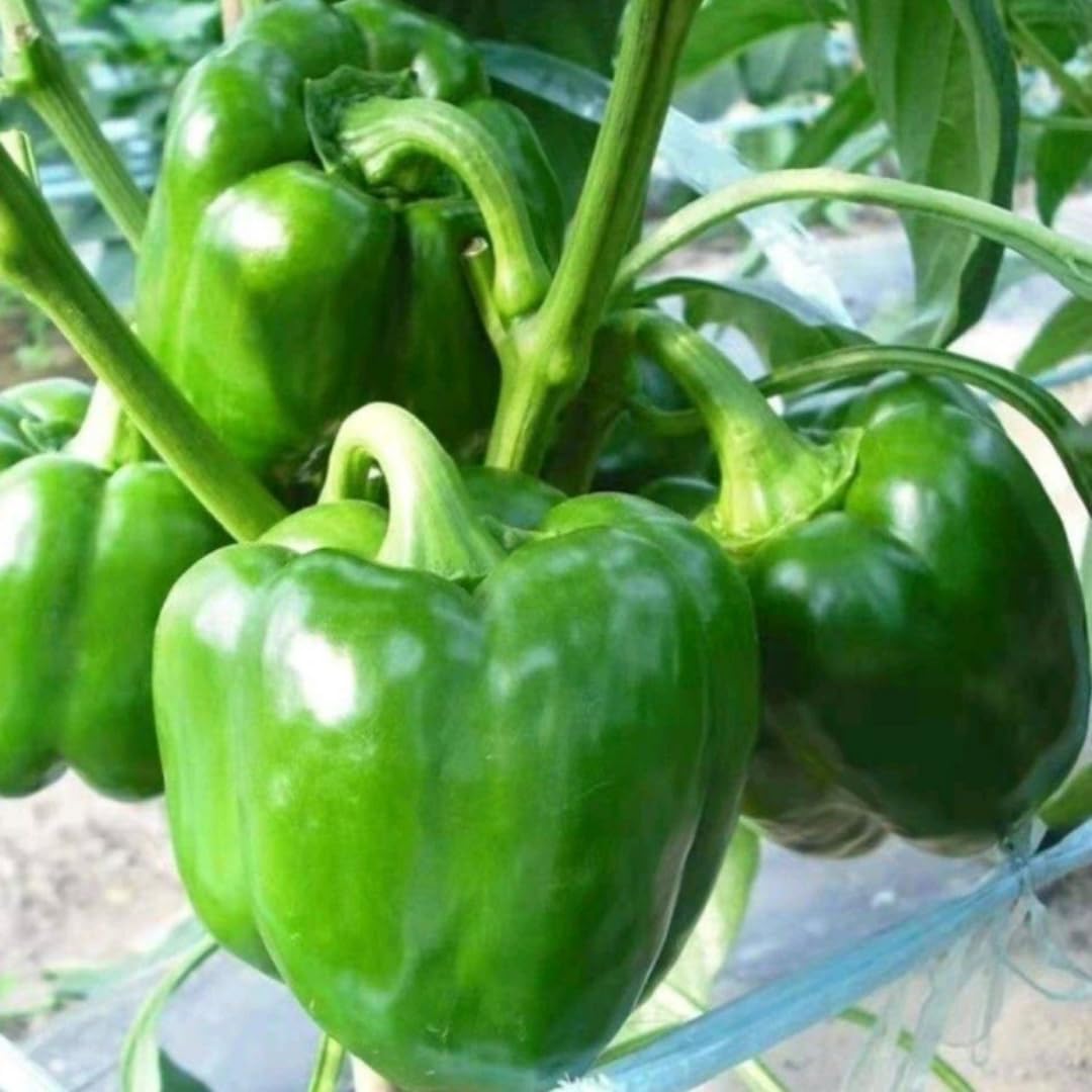 Pack 4 Pepper Plants Live, 80 Days Old Live Pepper Green for Growing, Chili Peppers for Planting, 5 to 9 Inc Tall (Sweet Bell)