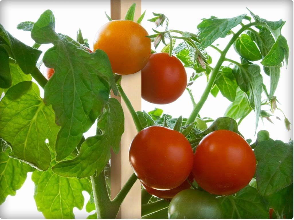 Greenes Fence 3 Ft. Wooden Garden and Sign Post Stakes (50-Pack)