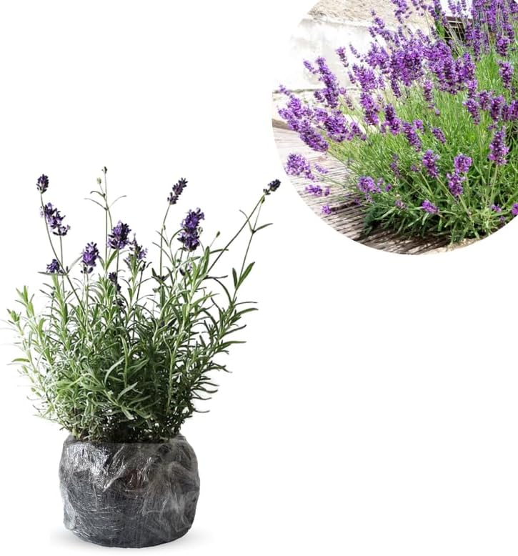 Pack 2 Provence Lavender Live Plants, Perennial Purple Lavender Flowers Shrubs, Fragrant Flower Herb for Planting 4-8 Inch