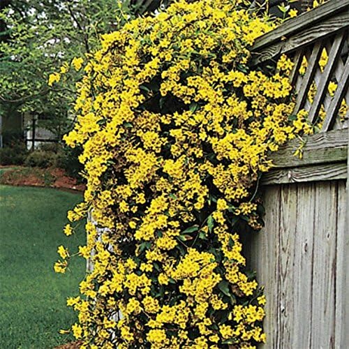 Carolina Jasmine | 3 Live Plants | Gelsemium Sempervirens | Fragrant Yellow Blooms, Evergreen Vine, Low Maintenance, Fast Growing, Climbing, Attracts Pollinators, Garden Trellis