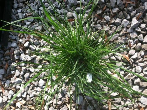 3 Hamlen Grass in 4 Inch Containers/Dwarf Fountain Grass (3 Pots of Plants) Ships from Rock Island, Tennessee. Grown here on Our own Farm.