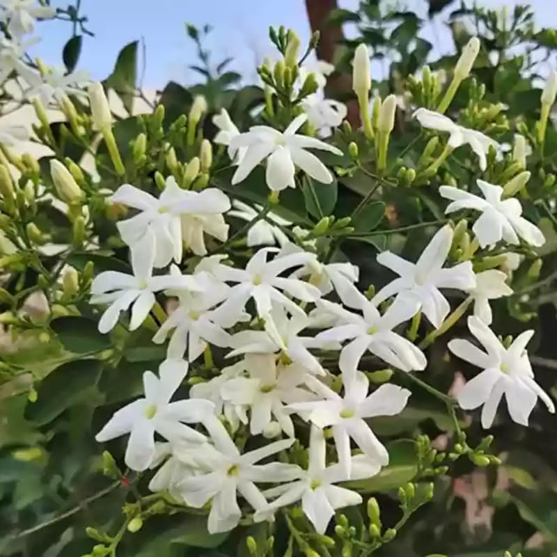 2 White Jasmine Plants Live, Climbing Jasmine Indoor Outdoor Live, Fragrant, 5-9" in Tall, No Pot, Hardy and Fast-Growing