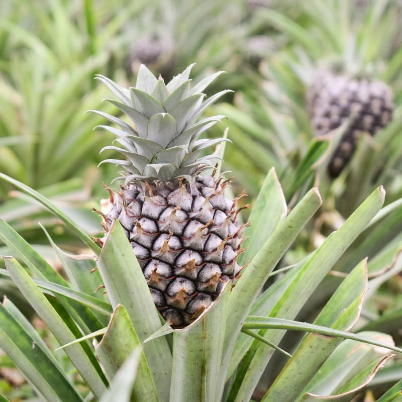 White Jade Pineapple Plant Live for Planting 5 to 8 Inch Tall, Sweet Pineapple Fruit Tree Live Plant, Pineapple Seedling