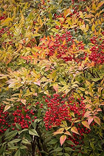 Heavenly Bamboo - Nandina Domestica - 3 Live Gallon Size Plants - Beautiful & Colorful Low Maintenance Foliage
