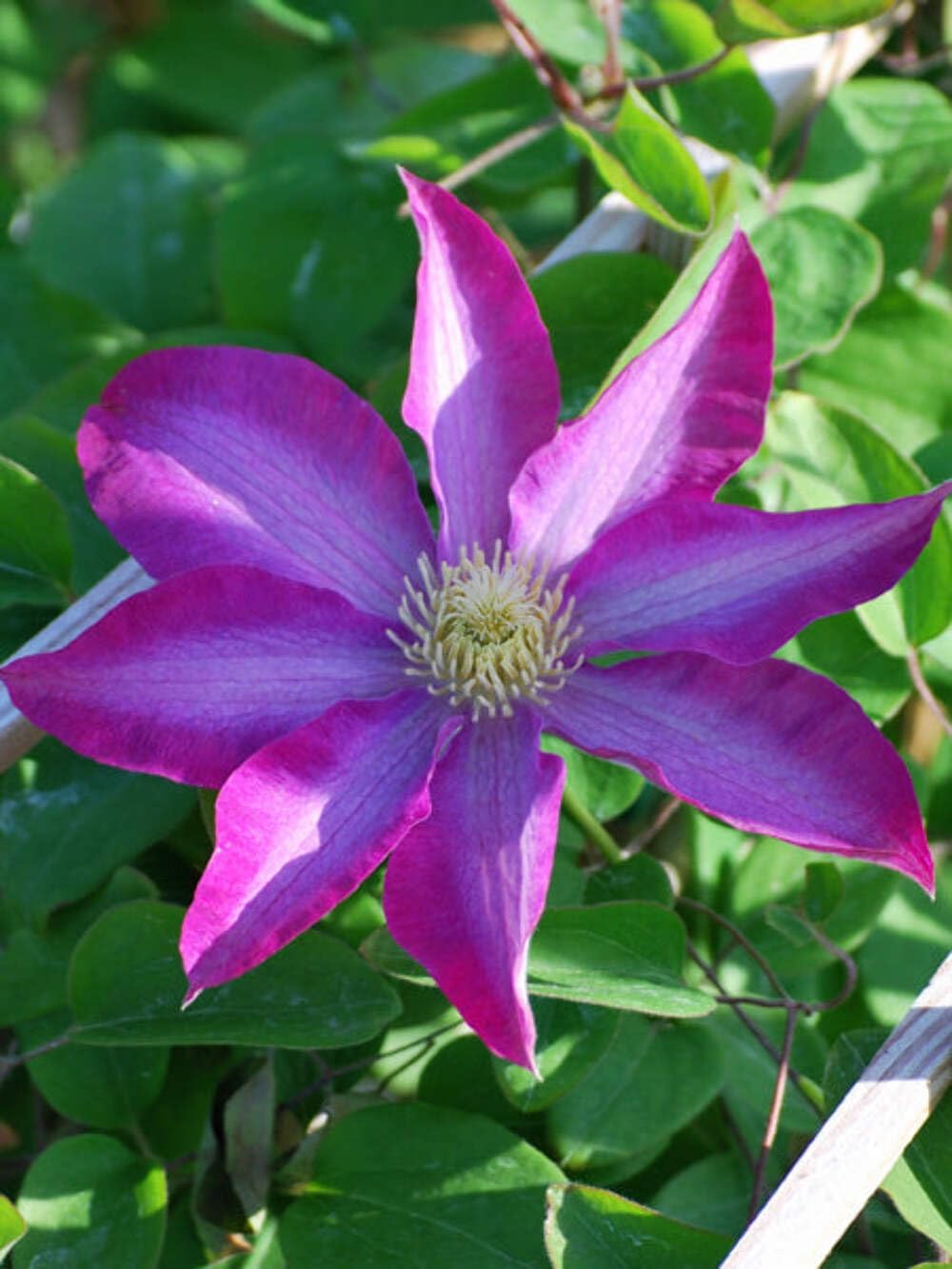 Perennial Farm Clematis 'Pink Champagne' Hybrid – Live Flowering Vine in 4 Quart Container, Large Rose-Pink Blooms with Contrasting Centers, Long Blooming, Ideal for Trellises, Arbors & Containers